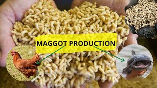 HOW TO PRODUCE HOUSEFLY MAGGOT  Catfish Farming in Nigeria maggotproduct bsf thefarmlady [upl. by Burney114]