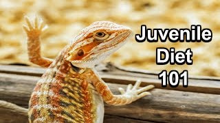 Juvenile Bearded Dragon Diet 101 [upl. by Newell]