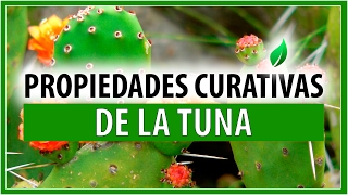 ✅PROPIEDADES CURATIVAS DE LA TUNA🌿 PARA QUE SIRVE LA TUNA [upl. by Cardwell]