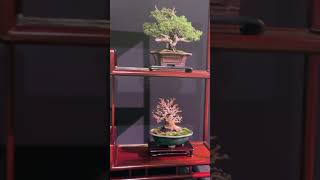 Pacific Bonsai Expo 11 [upl. by Slaohcin]