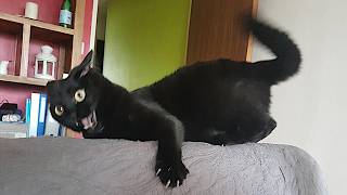 Funny Cats Videos 2024 😸 Funny Cat Videos − Funny Cats [upl. by Aidin]