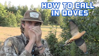 How to CALL in DOVES  Dove Hunting Millet Field 2022 [upl. by Ayhtin22]