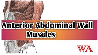 Anterior Abdominal Wall  Muscles World of Anatomy [upl. by Juley169]