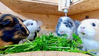 Guinea Pigs Eating Parsley  Guinea Pig Chewing ASMR [upl. by Hana]