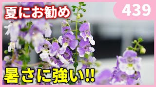 アンゲロニアの育て方 by 園芸チャンネル 439 園芸 ガーデニング 初心者 [upl. by Oir]