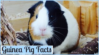 10 Interesting Facts About Guinea Pigs [upl. by Ynafets]