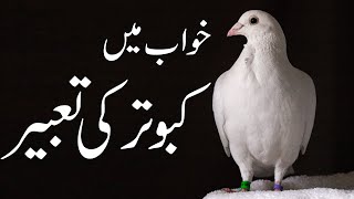 Kabootar  Pigeons  Tabeer e Khuwab  Khuwab Me Kabutar dekhna  Mehrban Ali  Mehrban TV [upl. by Dorotea]