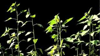 Time Lapse Photography of Sunflowers Tracking the Sun [upl. by Patman]