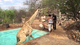 Okutala  Giraffe rescued from swimming pool [upl. by Ludovico]