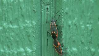 Boxelder bugs mating amp laying eggs [upl. by Ennayhs214]