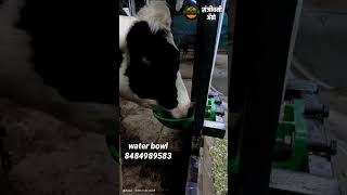 automatic water drinker bowl for cow buffalo farm [upl. by Anilok]