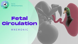 Fetal Circulation FUN SIMPLE and MEMORABLE [upl. by Cherye63]