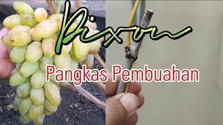 Anggur Dixon Pangkas Pembuahan [upl. by Nelleyram]