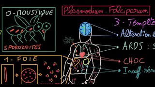 Malaria  Docteur Synapse [upl. by Naillimxam]