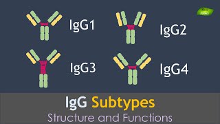 IgG Antibodies subtypes  Immunology  Illustration  Basic Science Series [upl. by Derte455]