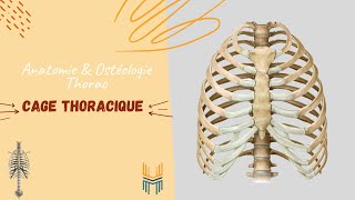 Anatomie amp Ostéologie de la Cage thoracique  Thoracic Cage [upl. by Ycniuqed913]