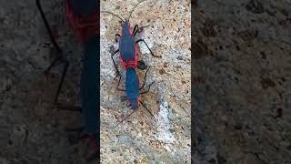 Female hauls male to a dark cave😱 matingred shouldered bug [upl. by Bohs]