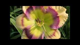 AHS The American Daylily Society Promotion [upl. by April]