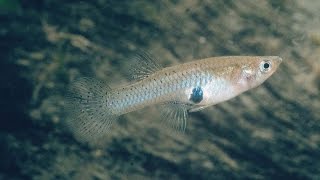 Species Profile  34  The Western Mosquitofish Gambusia affinis [upl. by Aneloj]