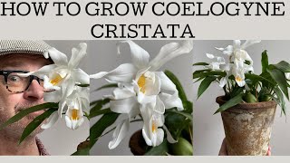 How to grow Coelogyne cristata this cool grower is a VERY easy to flower once you get you basics [upl. by Hillari872]