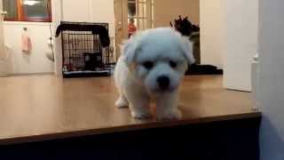 Bichon Frisé Puppy Barking [upl. by Simdars637]