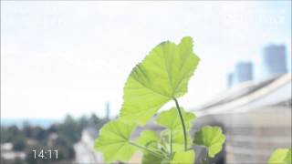 The Heliotropic SunTracking Movements of The Cornish Mallow [upl. by Tilly]