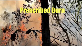 Prescribed Burn Florida [upl. by Yvon]