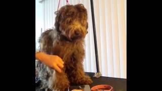 Brushing Matts Out on an Australian Labradoodle [upl. by Enniroc231]