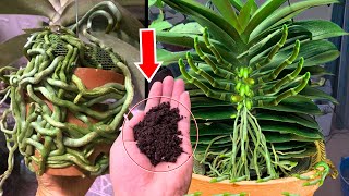 Just sprinkle 1 spoon Made my orchid roots and shoots grow 500 faster [upl. by Niram952]