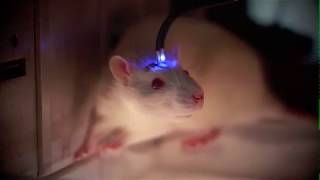 Stimulating desire optogenetic stimulation of the central amygdala [upl. by Ramyaj28]