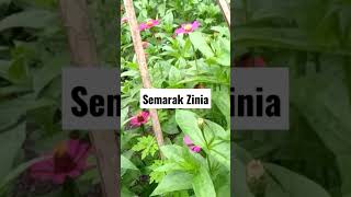 Semarak Zinia  short [upl. by Ivad574]