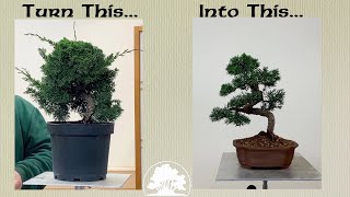 How To Style A Juniper Bonsai  Greenwood Bonsai [upl. by Hanala231]