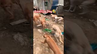 Amazing Dog shorts viralvideo dog laughing [upl. by Loydie]