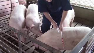 Weighing pigs without a scale A new tool for measuring the heart girth of pigs [upl. by Eniar]