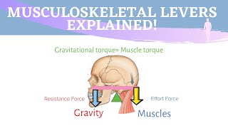 Musculoskeletal Levers Animation  3 Types of Lever Systems [upl. by Haisej636]