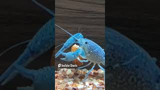 Fish eating almonds crayfish aquarium crayfishfarming bluecrayfish crayfishvideo fishfeeding [upl. by Refinnaej]