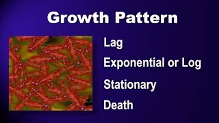 The 4 Phases of Fermentation GFP Fermentation part 1 of 6 [upl. by Cathryn]