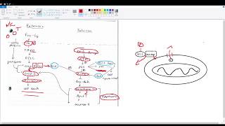 Apoptosis Intrinsic and Extrinsic pathways [upl. by Nora]