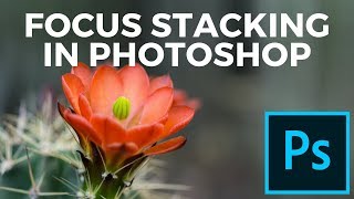 How to Do Focus Stacking in Photoshop  Photoshop Tutorial [upl. by Cesaro]