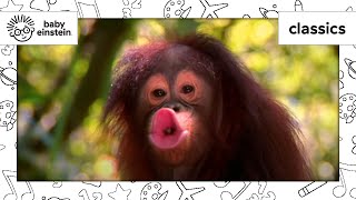 World Animal Adventure Part 1  Animal Videos for Kids  Baby Einstein [upl. by Enelyam]