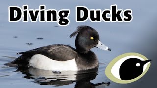 BTO Bird ID  Diving Ducks [upl. by Norbert158]