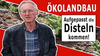 Erfolgreiche Distelbekämpfung auf dem BioAcker [upl. by Arima]