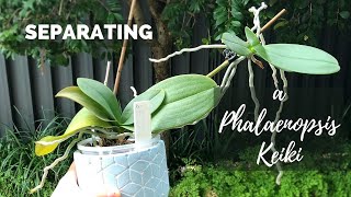 Potting up a Phalaenopsis Keiki  Separating a baby Orchid from its Mother [upl. by Ajani]