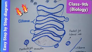 How to draw golgi apparatus  Structure of golgi complex  Easy step by step diagram  Biology [upl. by Ztnahc]