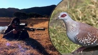 Long Range Airgun Hunting  Pigeon Paradise Episode 2 [upl. by Melnick815]