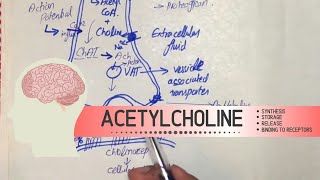 Acetylcholine  Synthesis Storage Release and binding to Receptors [upl. by Alpert43]