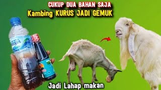 BURUAN BUAT RAMUAN SEPERTI INI KAMBING KURUS LANGSUNG GEMUK [upl. by Maxima]