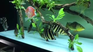 tanked  sumatra tiger fish [upl. by Capone]