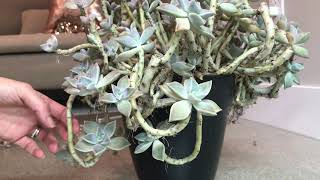 Graptopetalum Paraguayense Ghost Plant Propagation and Cleaning [upl. by Lapides]