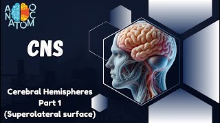 Cerebral Hemispheres Part1  Superolateral surface [upl. by Ney]